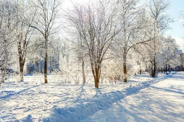 Alberi Ghiacciati Nella Foresta Innevata Freddo Mattino Tranquillo Inverno Natura — Foto Stock