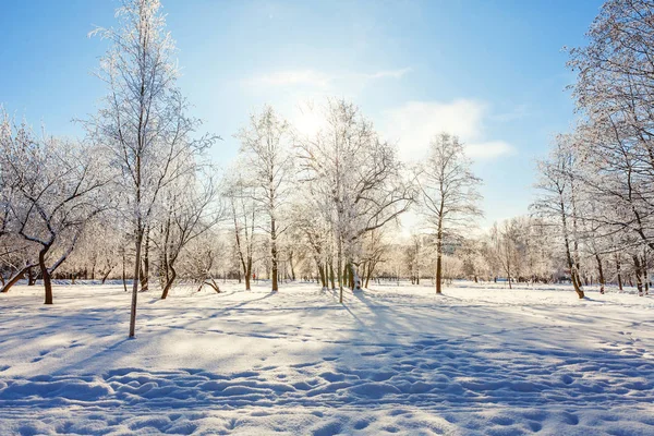 Frosty Trees Snowy Forest Cold Weather Sunny Morning Tranquil Winter — Stock Photo, Image