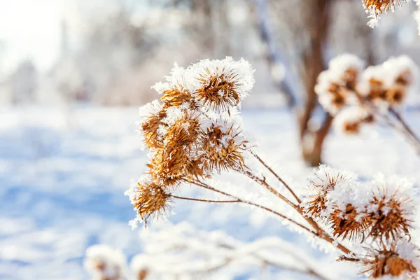 Erba Bardana Ghiacciata Nella Foresta Innevata Freddo Mattino Soleggiato — Foto Stock