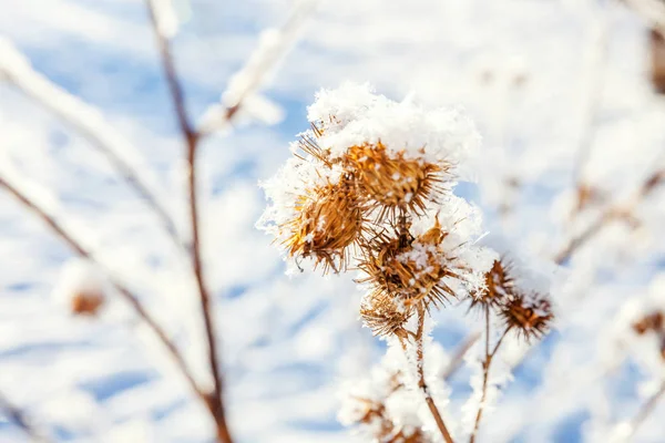 Erba Bardana Ghiacciata Nella Foresta Innevata Freddo Mattino Soleggiato — Foto Stock