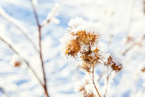 Ледяная Трава Лопуха Снежном Лесу Холодная Погода Солнечное Утро — стоковое фото