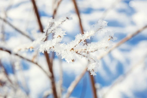 Frosty Tree Branch Snowy Forest Cold Weather Sunny Morning Tranquil — Stock Photo, Image