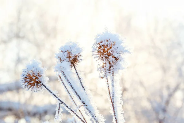 Erba Bardana Ghiacciata Nella Foresta Innevata Freddo Mattino Soleggiato — Foto Stock