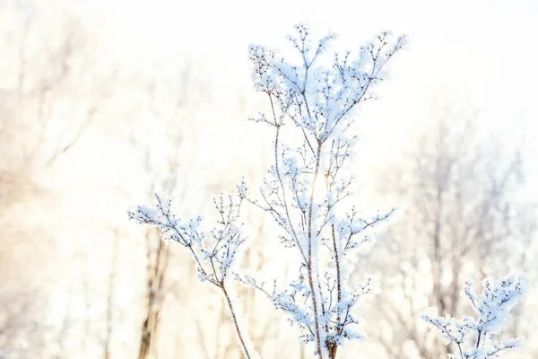 Erba Ghiacciata Nella Foresta Innevata Freddo Mattino Soleggiato — Foto Stock