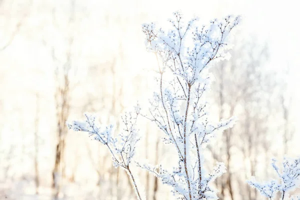 Erba Ghiacciata Nella Foresta Innevata Freddo Mattino Soleggiato — Foto Stock