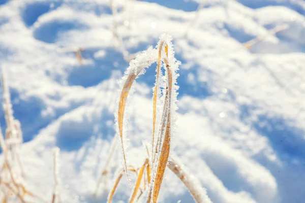 Grama Gelada Floresta Nevada Tempo Frio Manhã Ensolarada — Fotografia de Stock