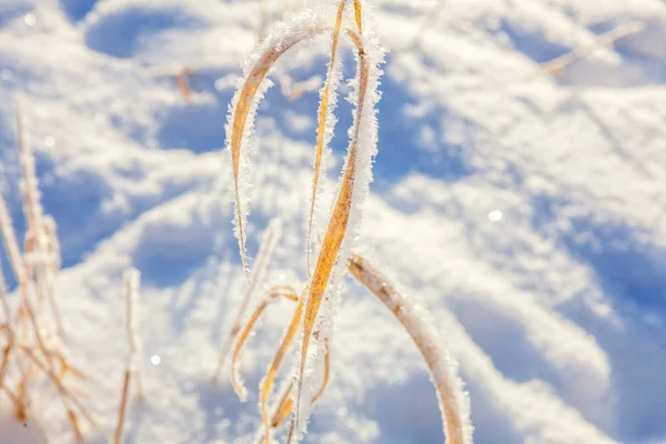 Erba Ghiacciata Nella Foresta Innevata Freddo Mattino Soleggiato — Foto Stock