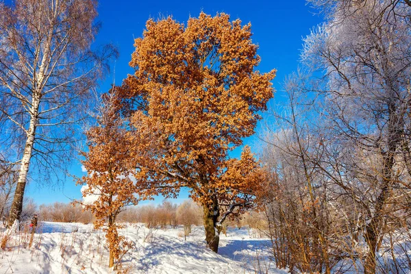 Alberi Ghiacciati Nella Foresta Innevata Freddo Mattino Tranquillo Inverno Natura — Foto Stock