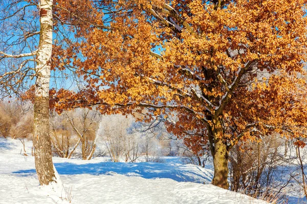 Ледяные Деревья Снежном Лесу Холодная Погода Солнечное Утро Спокойная Зимняя — стоковое фото
