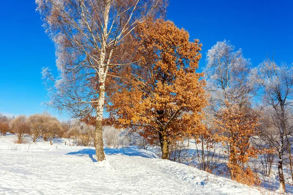 Alberi Ghiacciati Nella Foresta Innevata Freddo Mattino Tranquillo Inverno Natura — Foto Stock