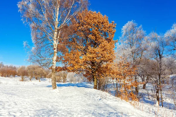 Mroźny Drzew Lesie Śniegu Zimno Słoneczny Poranek Spokojny Zimowej Przyrody — Zdjęcie stockowe
