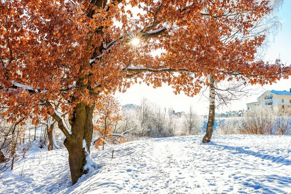雪に覆われた森 晴れた朝の寒さで凍るような木 日光の下で静かな冬の自然 心に強く訴える自然ウィンター ガーデンや公園 — ストック写真