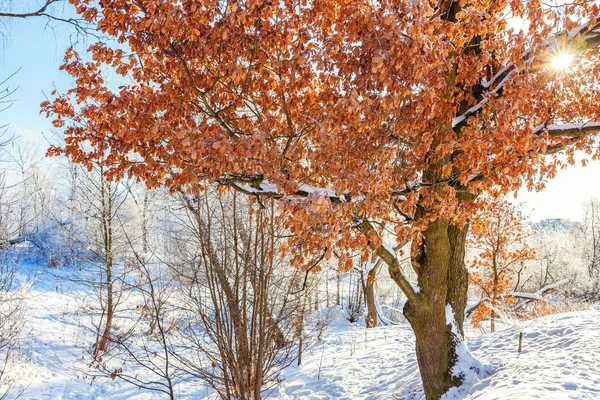 Arbres Givrés Dans Une Forêt Enneigée Temps Froid Matin Nature — Photo