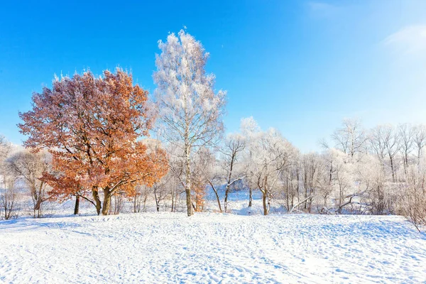 Alberi Ghiacciati Nella Foresta Innevata Freddo Mattino Tranquillo Inverno Natura — Foto Stock