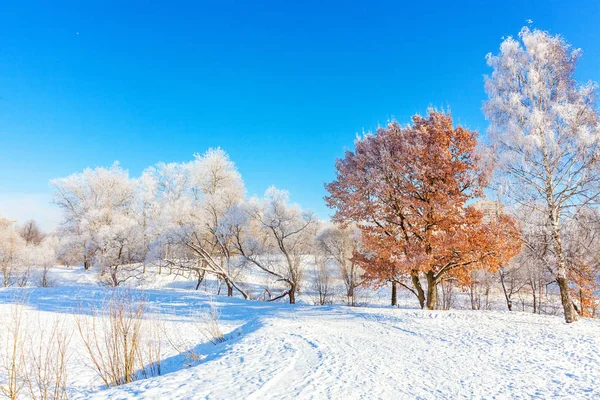Frostige Bäume Verschneiten Wald Kaltes Wetter Sonnigen Morgen Ruhige Winternatur — Stockfoto