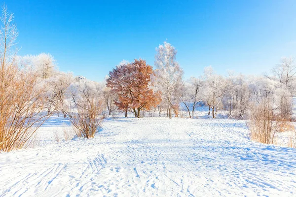 Alberi Ghiacciati Nella Foresta Innevata Freddo Mattino Tranquillo Inverno Natura — Foto Stock