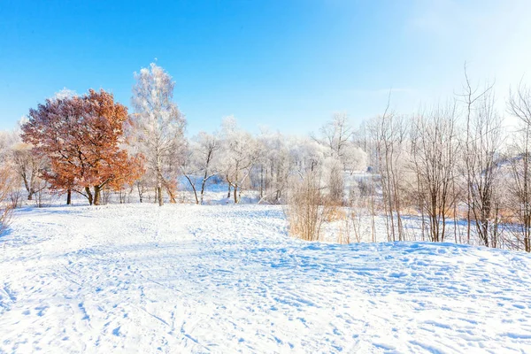 Mroźny Drzew Lesie Śniegu Zimno Słoneczny Poranek Spokojny Zimowej Przyrody — Zdjęcie stockowe