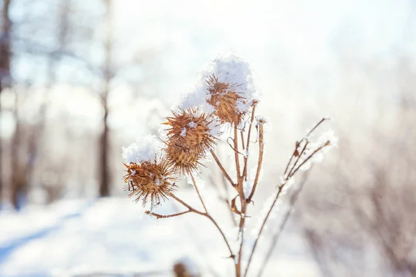 Erba Bardana Ghiacciata Nella Foresta Innevata Freddo Mattino Soleggiato — Foto Stock