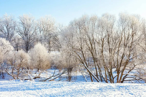 Arbres Givrés Dans Une Forêt Enneigée Temps Froid Matin Nature — Photo