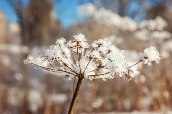 Erba Ghiacciata Nella Foresta Innevata Freddo Mattino Soleggiato — Foto Stock