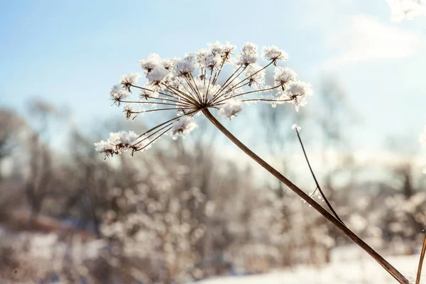 Erba Ghiacciata Nella Foresta Innevata Freddo Mattino Soleggiato — Foto Stock