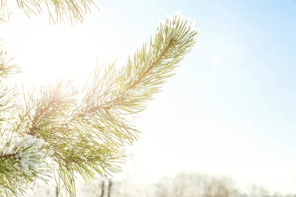 在雪林的结霜的松树树枝 寒冷的天气阳光明媚的早晨 — 图库照片