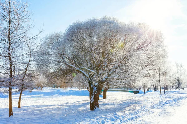 Alberi Ghiacciati Nella Foresta Innevata Freddo Mattino Tranquillo Inverno Natura — Foto Stock