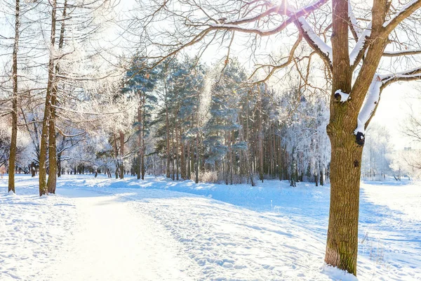 Alberi Ghiacciati Nella Foresta Innevata Freddo Mattino Tranquillo Inverno Natura — Foto Stock