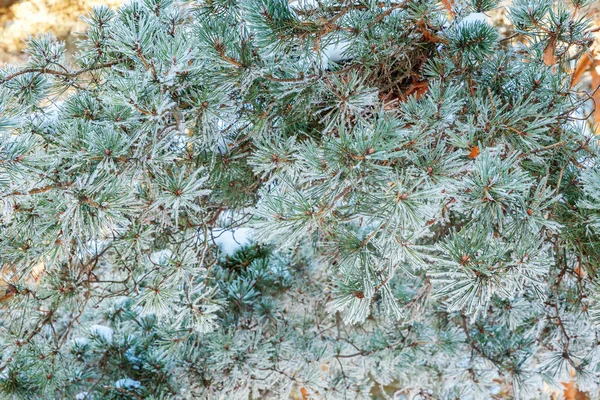 Frosty Pine Tree Branch Snowy Forest Cold Weather Sunny Morning — Stock Photo, Image
