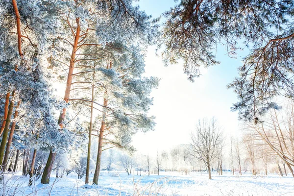 Frosty Trees Snowy Forest Cold Weather Sunny Morning Tranquil Winter — Stock Photo, Image