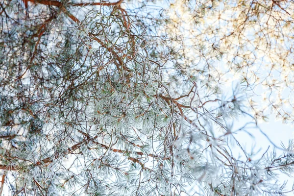 Větev Zasněženém Lese Mrazivý Borovice Chladné Počasí Slunečné Ráno — Stock fotografie