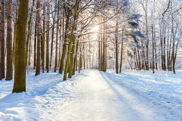 Alberi Ghiacciati Nella Foresta Innevata Freddo Mattino Tranquillo Inverno Natura — Foto Stock