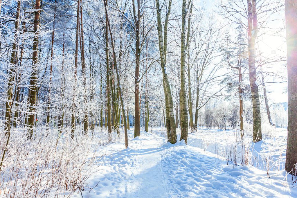 Frosty trees in snowy forest, cold weather in sunny morning. Tranquil winter nature in sunlight. Inspirational natural winter garden or park. 