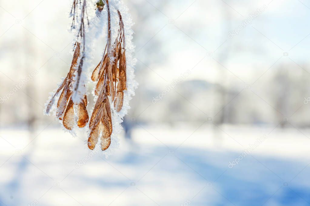 Frosty maple tree branch seeds in snowy forest, cold weather in sunny morning.