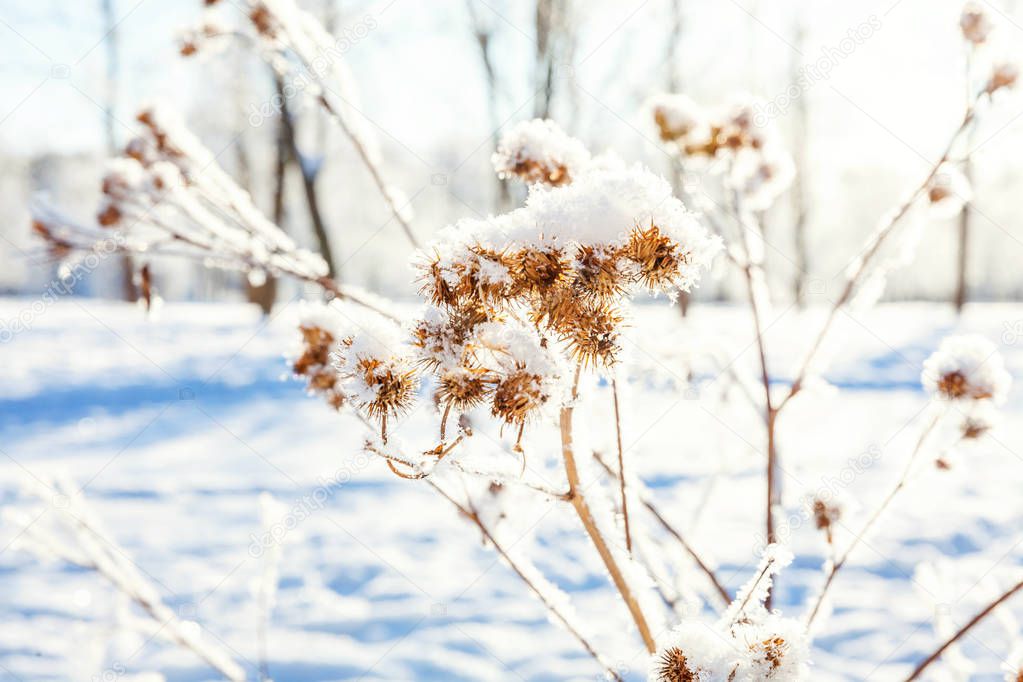 Frosty burdock grass in snowy forest, cold weather in sunny morning.