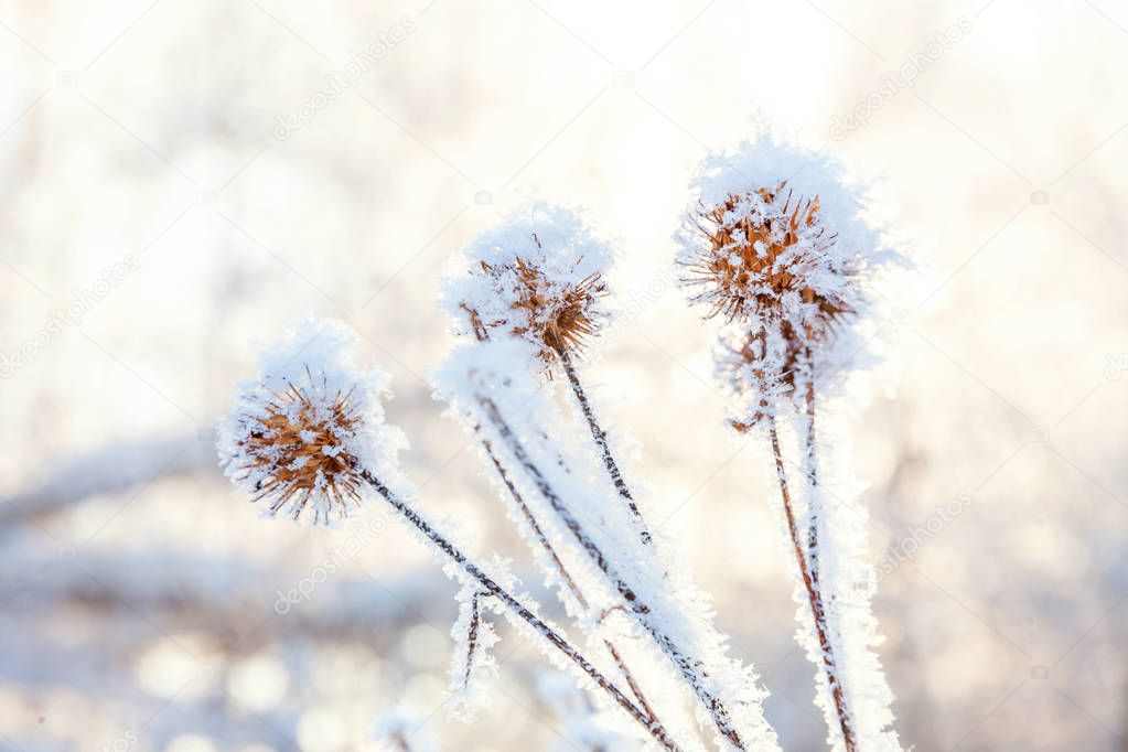 Frosty burdock grass in snowy forest, cold weather in sunny morning.