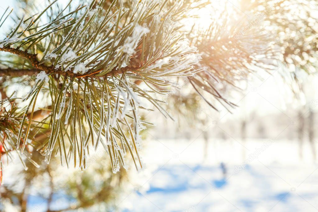 Frosty pine tree branch in snowy forest, cold weather sunny morning. 
