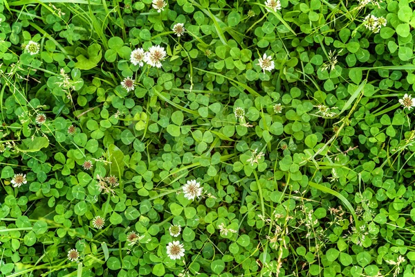 Лаун с белыми цветами клевера и зеленой травой — стоковое фото