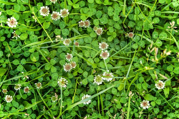Prato con fiori di trifoglio bianco ed erba verde — Foto Stock