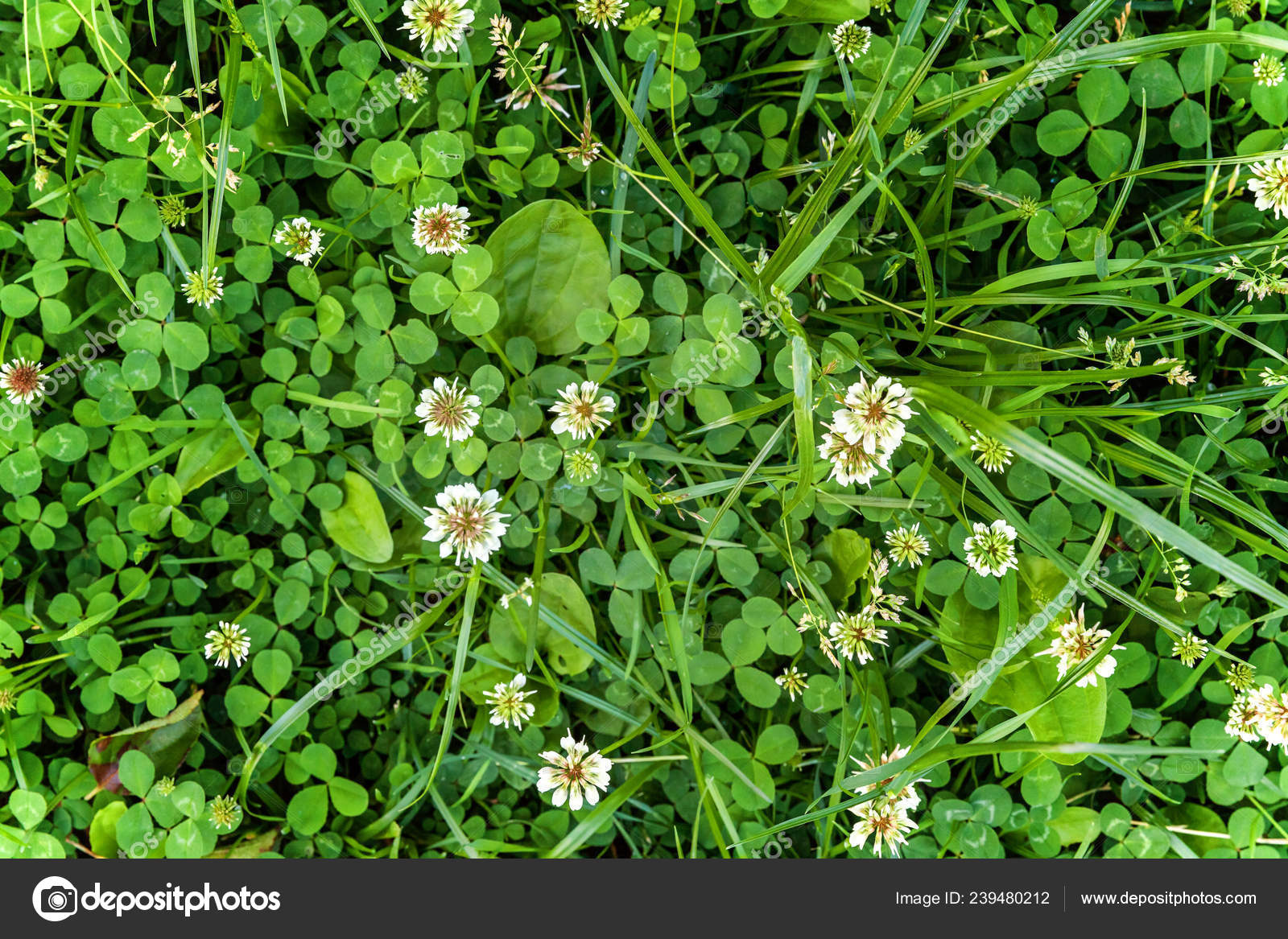 Download Pmages White Clover Lawn With White Clover Flowers And Green For Android Wallpaper Pmages White Clover Lawn With White Clover Flowers And Green For iPhone
