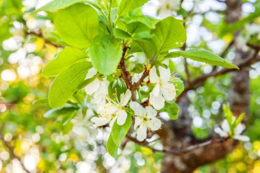 Güzel beyaz kiraz çiçeği sakura bahar zaman çiçeklenir. Çiçekli kiraz ağacı ile arka plan. İlham verici doğal çiçek bahar çiçek Bahçe veya park. Renkli ekoloji doğa manzara