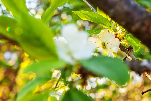 Hermosas Flores Sakura Flor Cerezo Blanco Primavera Fondo Con Cerezo — Foto de Stock