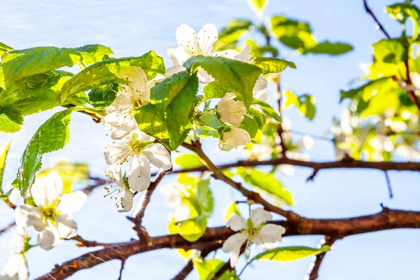 Bela Flor Cereja Branca Flores Sakura Primavera Fundo Com Árvore — Fotografia de Stock