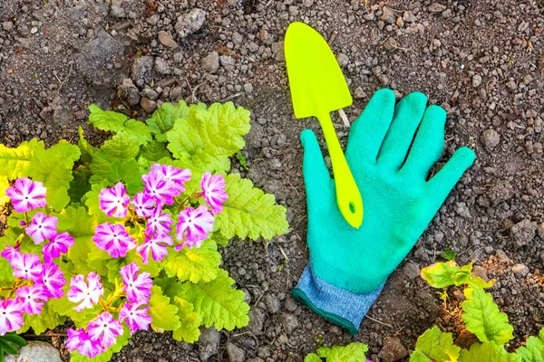 Gardening tools, shovel, spade, pruner, rake, glove, primrose flowers on soil background. Spring or summer in the garden, eco, nature, horticulture hobby concept background