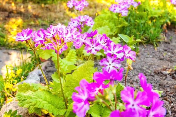 Primrose Primula Pink Flowers Inspirational Natural Floral Spring Summer Blooming — Stock Photo, Image