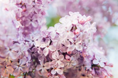 Güzel koku menekşe mor leylak çiçeği bahar zaman çiçeklenir. Leylak çiçeği twigs yakın çekim. İlham verici doğal çiçek bahar çiçek Bahçe veya park. Renkli ekoloji doğa manzara