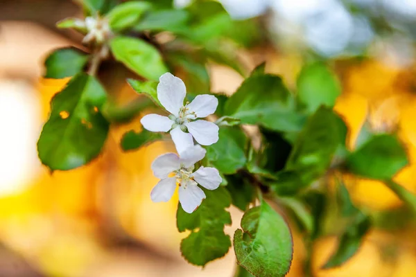 Beautiful White Apple Blossom Flowers Spring Time Background Flowering Apple — Stock Photo, Image