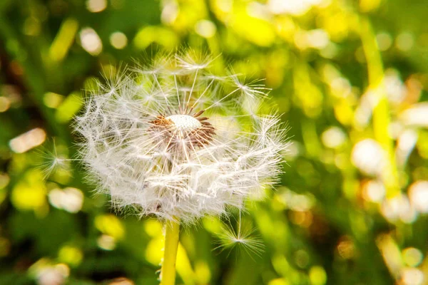 Paardenbloem Zaden Waait Wind Zomer Veld Achtergrond Verander Groei Beweging — Stockfoto