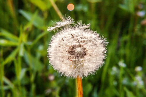 Dandelion Seeds Blowing Wind Summer Field Background Change Growth Movement — Stock Photo, Image