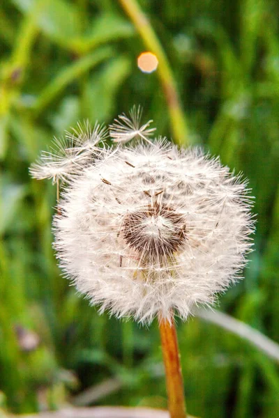 Dandelion Seeds Blowing Wind Summer Field Background Change Growth Movement — Stock Photo, Image